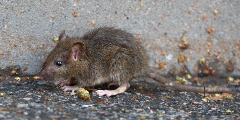 mouse problems in randolph, nj