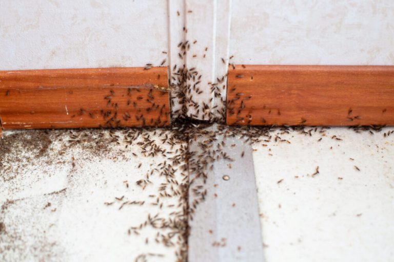 pavement ants vs argentine ants