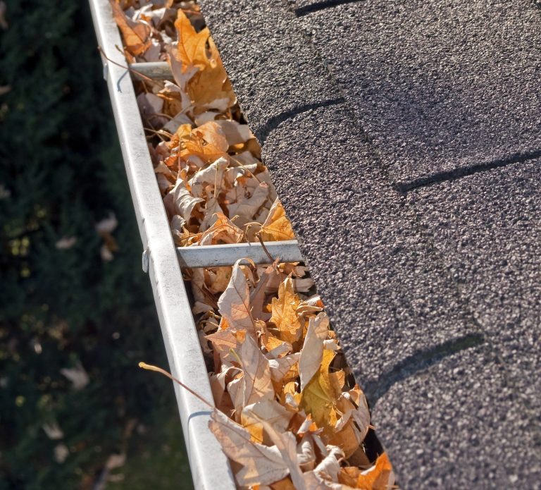 leaves in rain gutter.