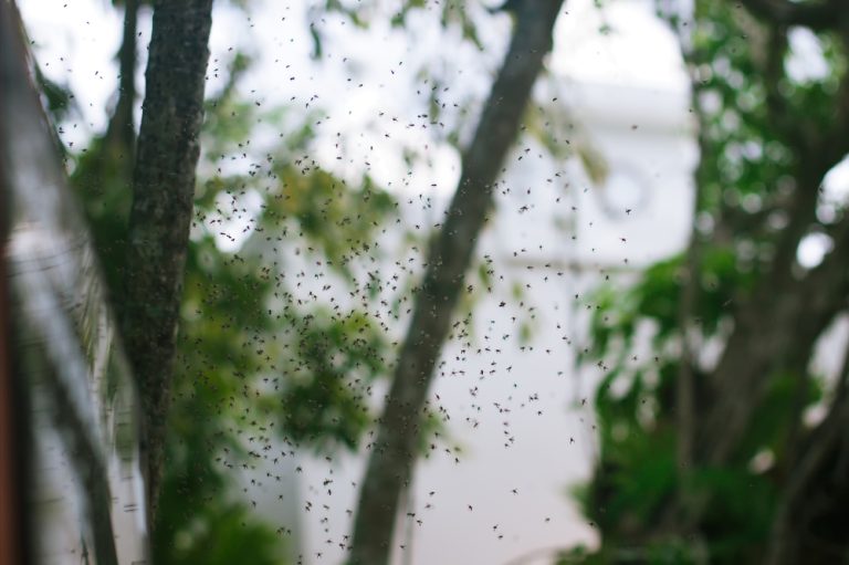 pre party pest treatments