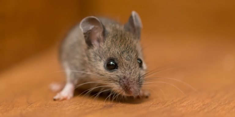 rat and mouse exterminators in randolph, nj