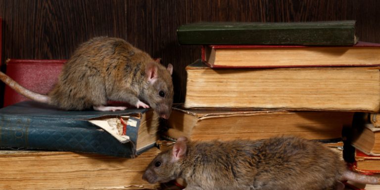 rodent prevention tips for randolph, nj homeowners