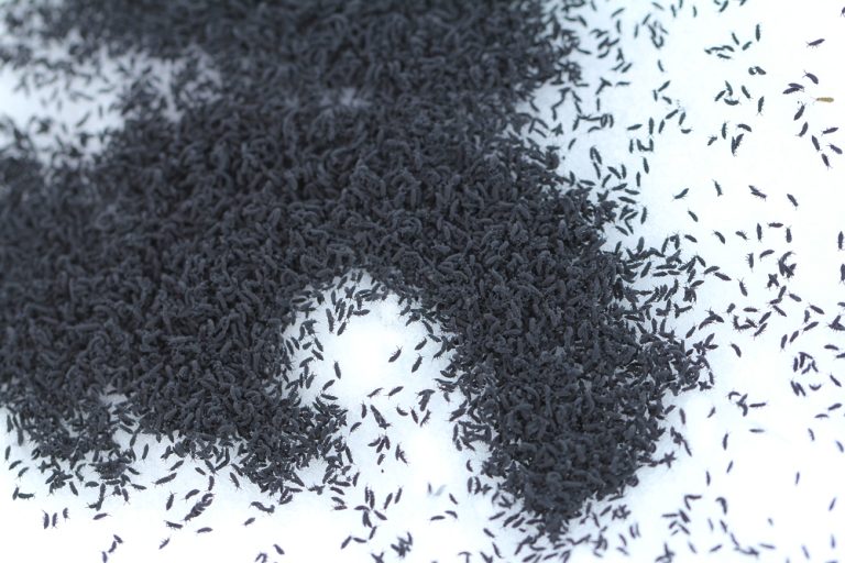 springtail control