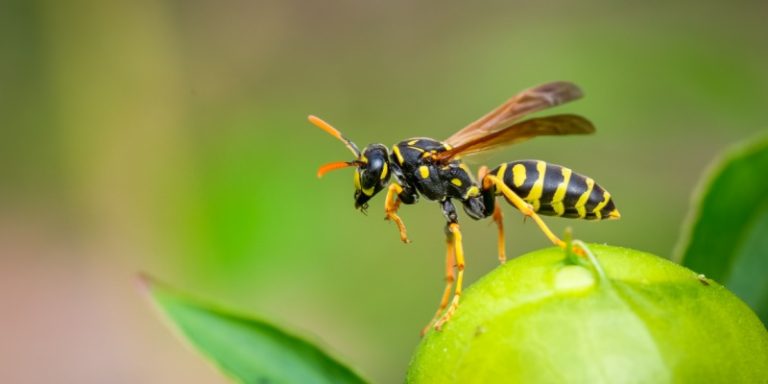 wasp elimination experts in randolph, nj