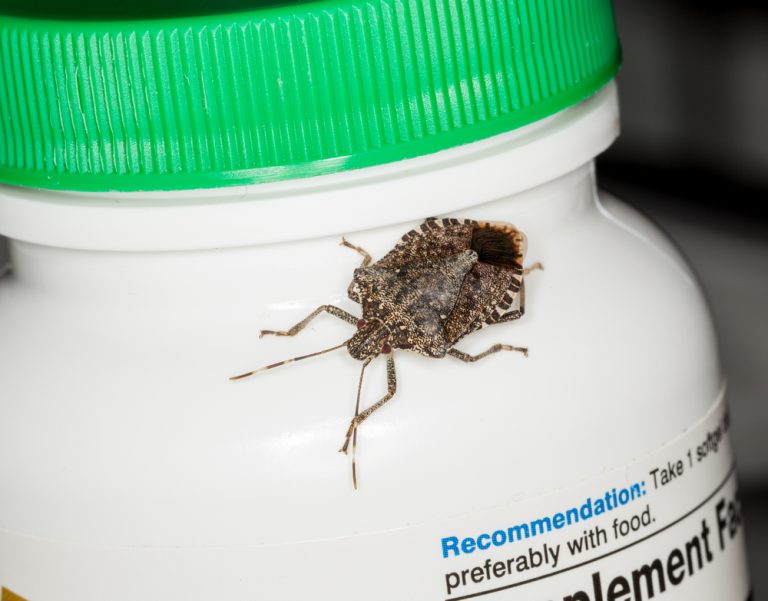 stink or shield bug on bottle of vitamins