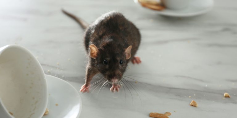 what months are rats most active?