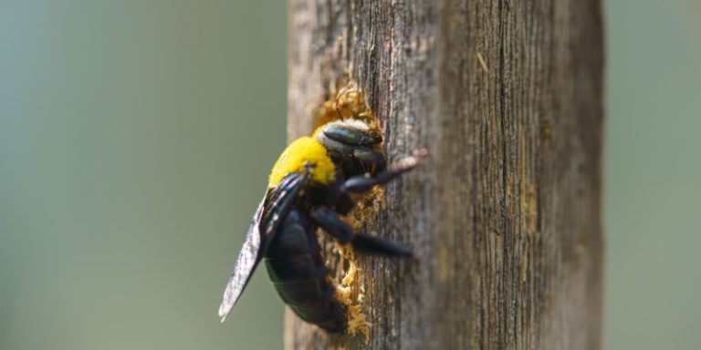 what should i do if i have carpenter bees on my property?