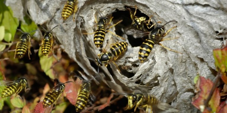 what should i do if i have yellow jackets invading my yard?