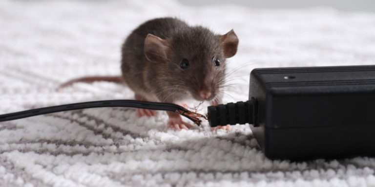 what should i do if i have a rodent problem?