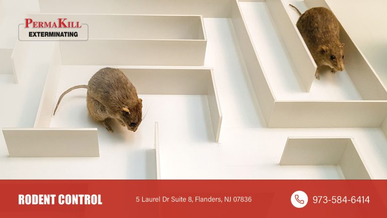 what will keep mice and rats away?