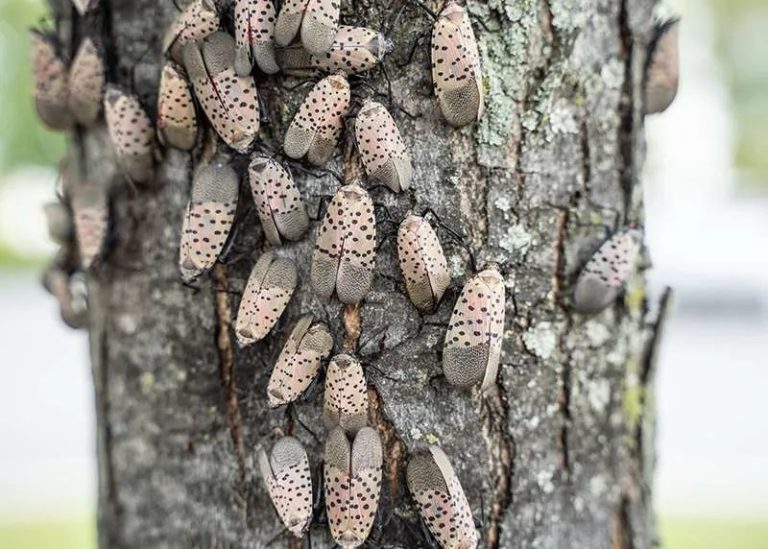 a spotted lanternfly on a leaf in a natural surrounding