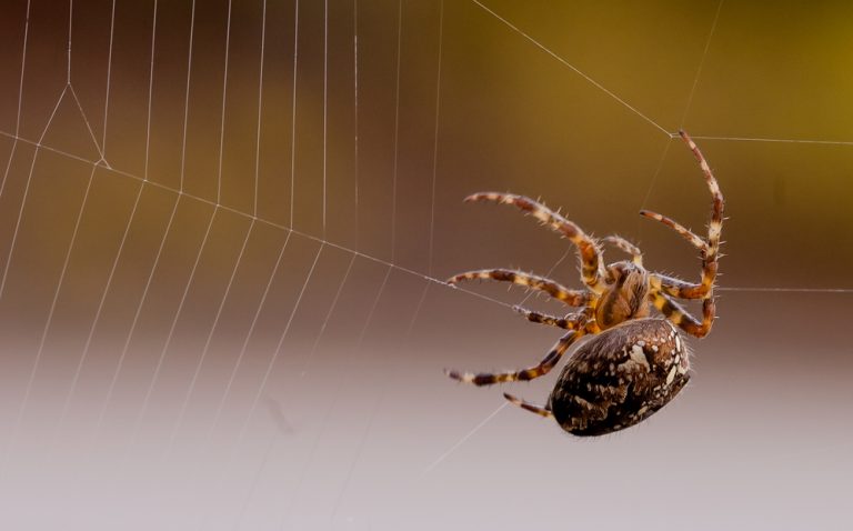 why you have spiders, and how to control them around the house