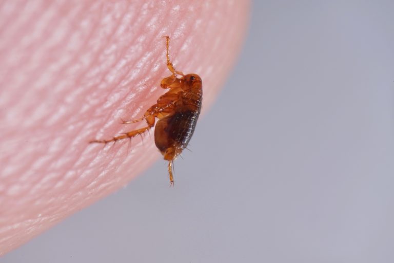 Pet-Friendly Pest Control Tips