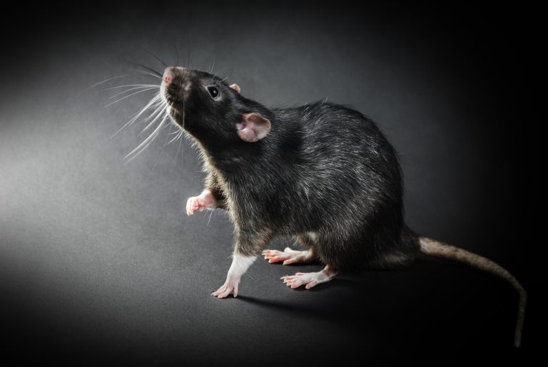 Rat Mites