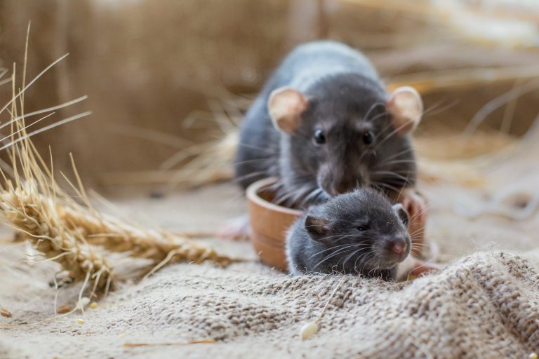 Baby Rat