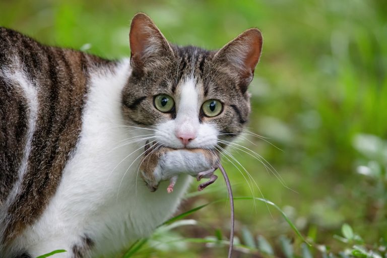 Can Mice Get Your Cat Sick