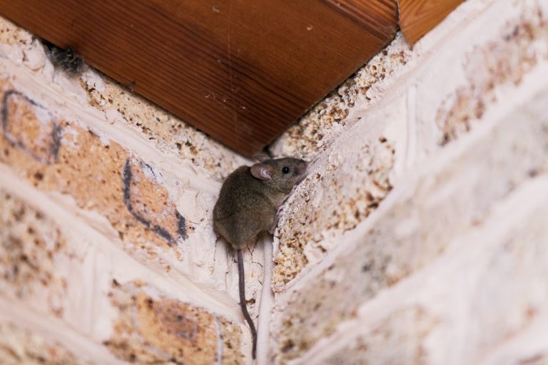 How To Catch A Mouse