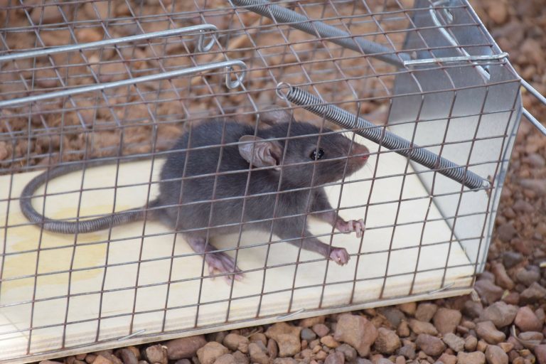 How To Set A Mouse Trap