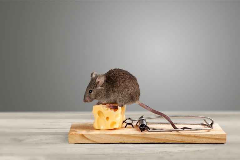 How Big Should A Mouse Bait Station Be