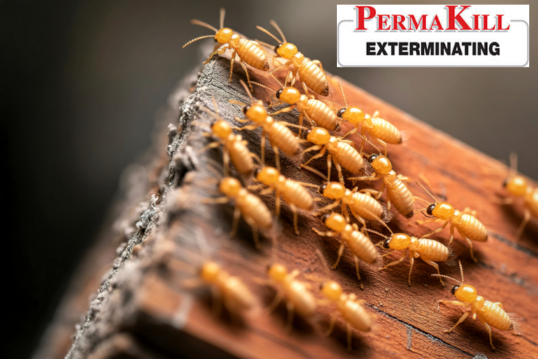 termite