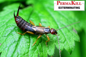 earwig