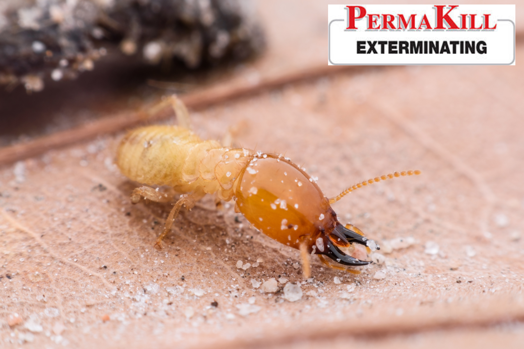 termite