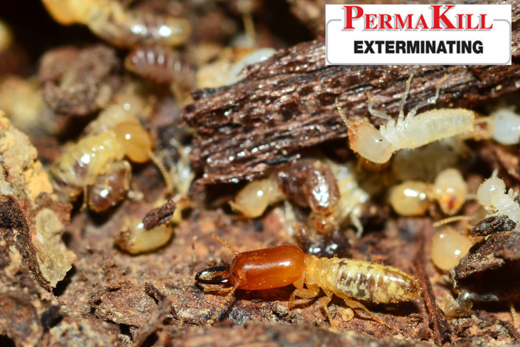 termite