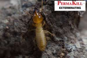 termite