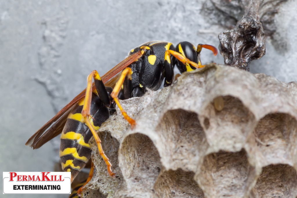 wasps