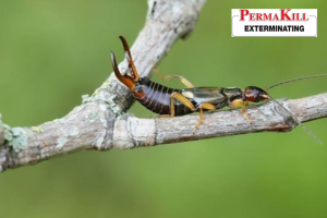 earwig