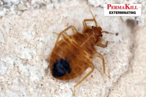bed bug