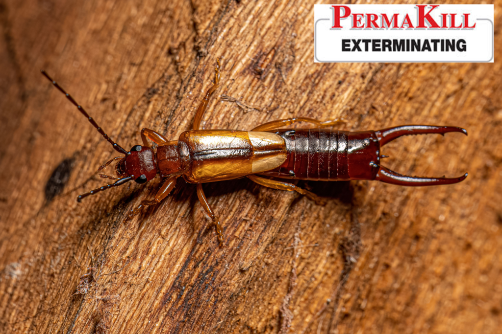 earwig