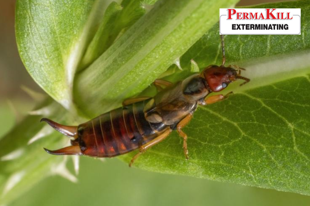 earwigs