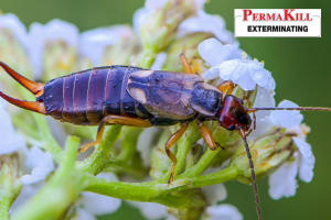 earwigs