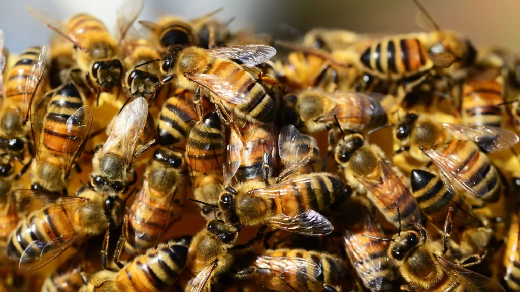 wasp