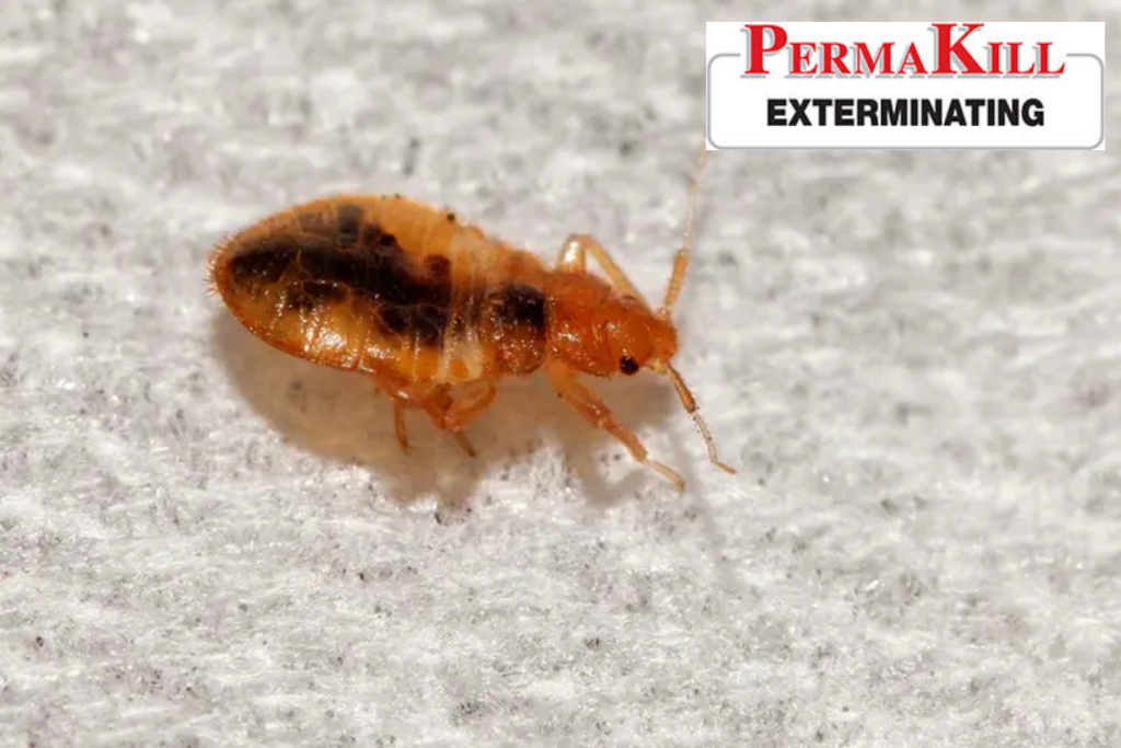 bed bug