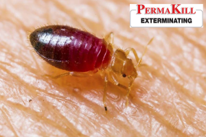 bed bug