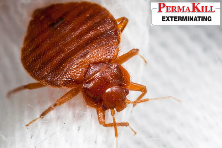 bed bug