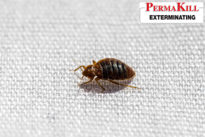 bed bug