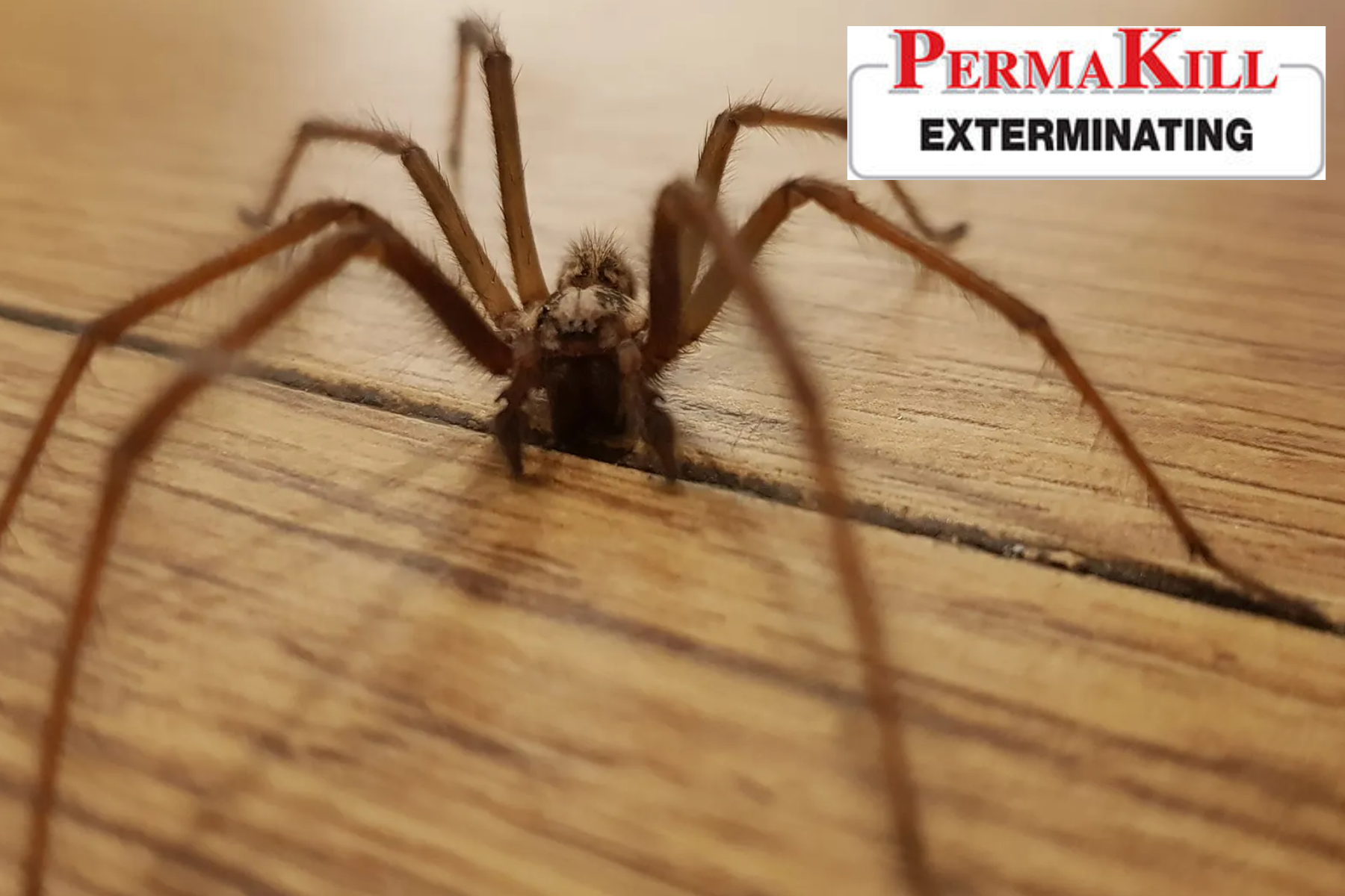 spider