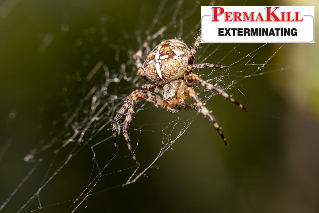 spider