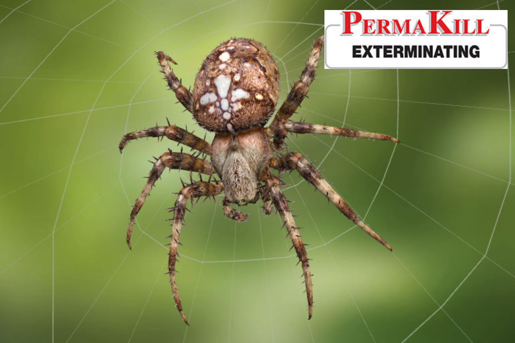 spider
