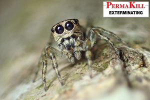 spider control