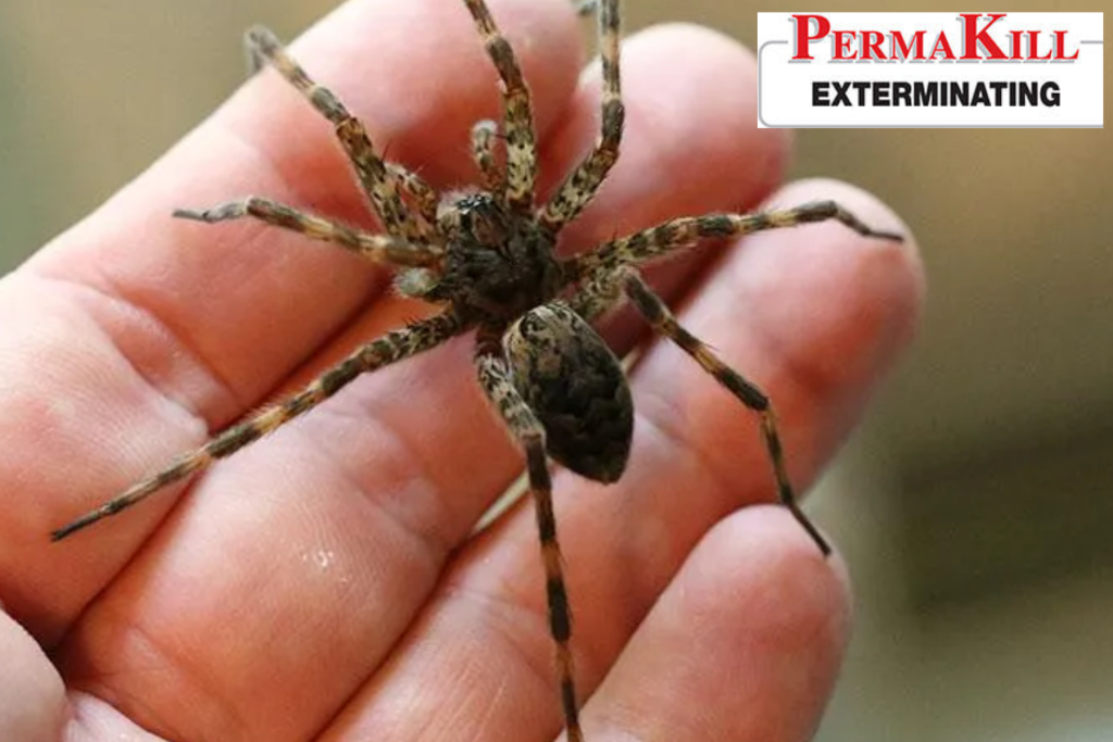 spider control