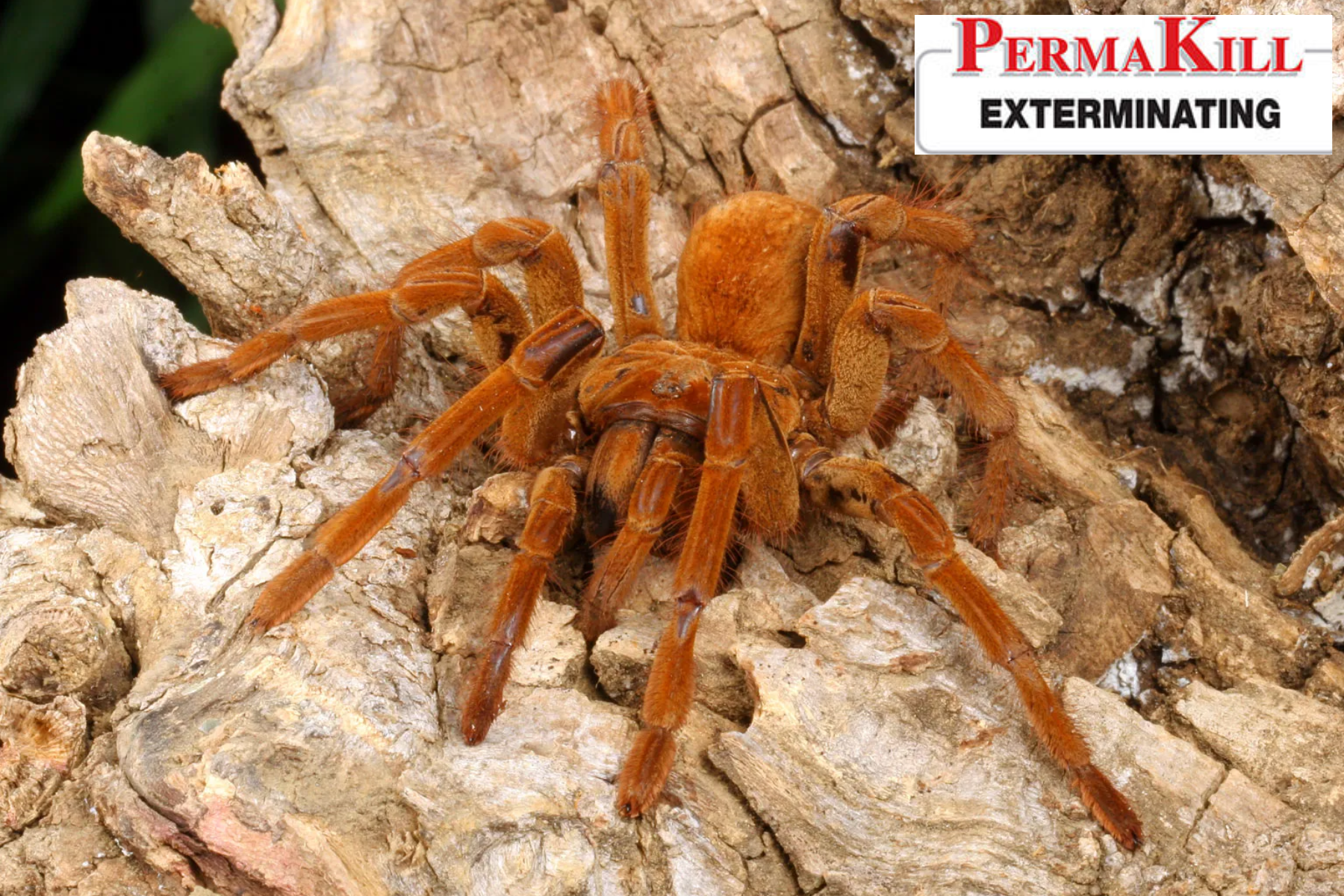 spider control