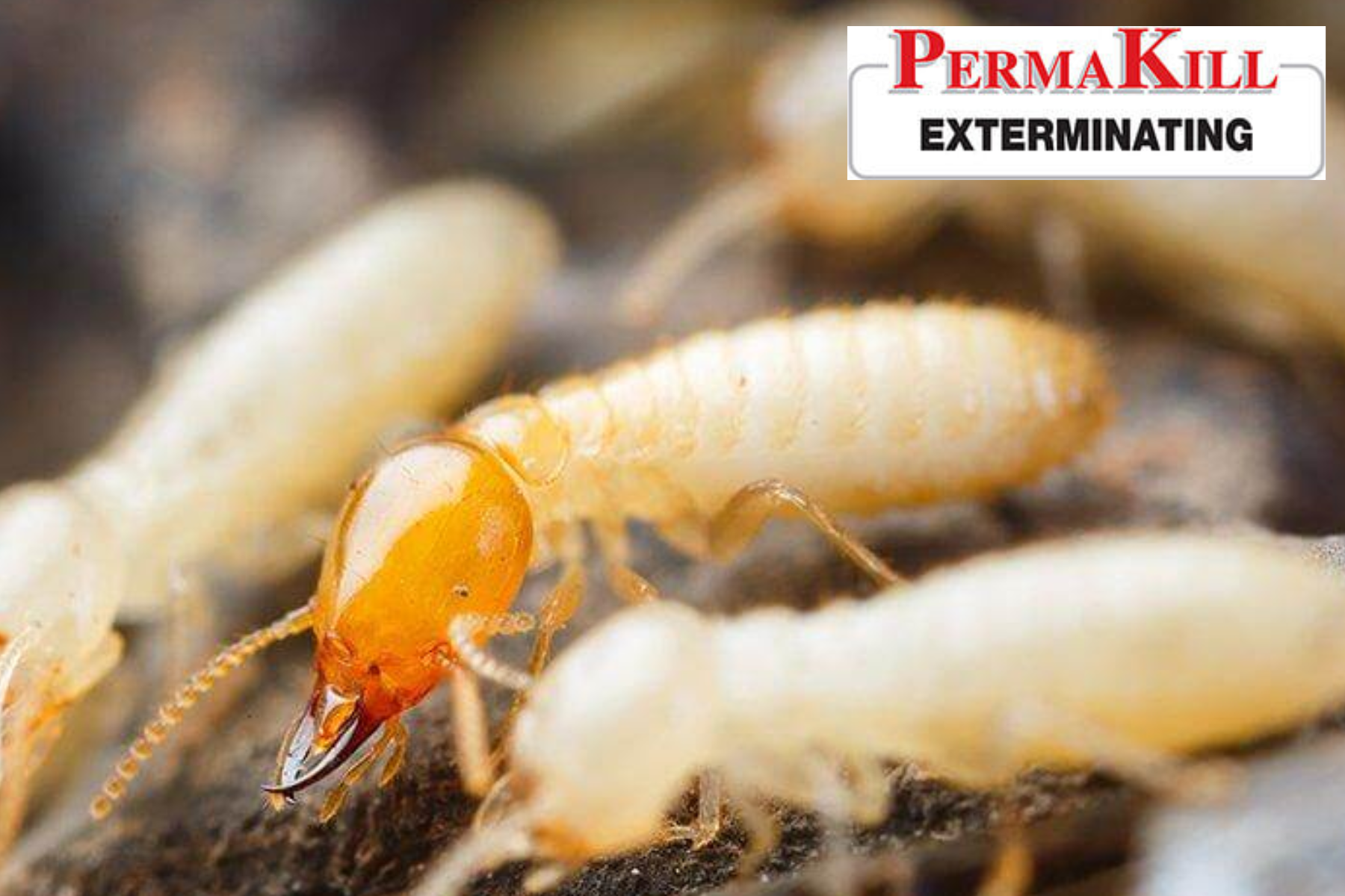 termite