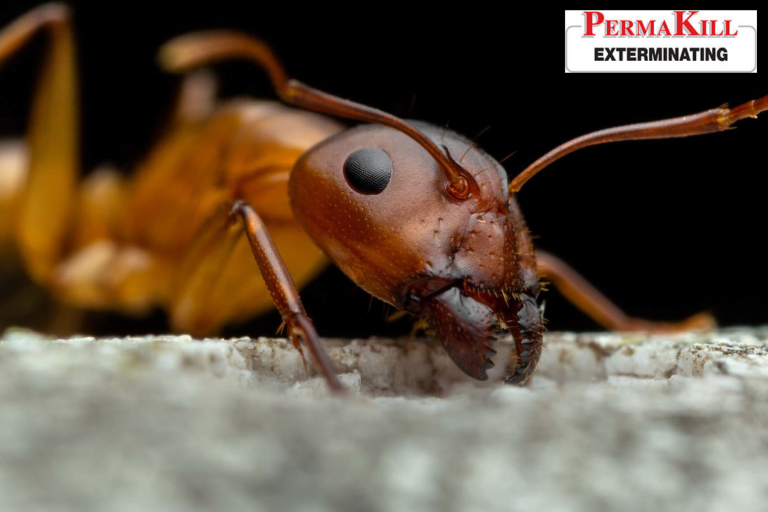 ant