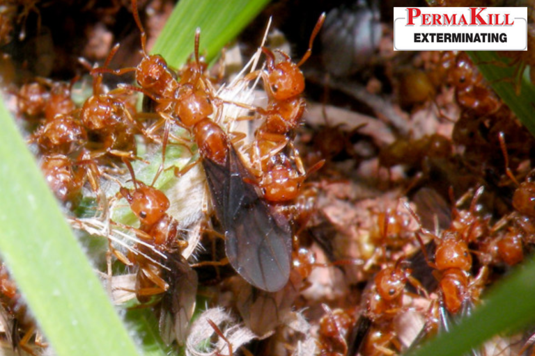 ant
