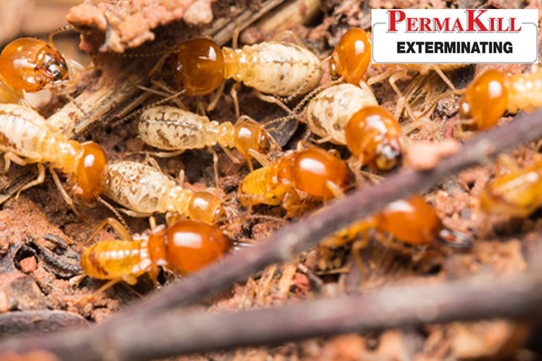 termite control
