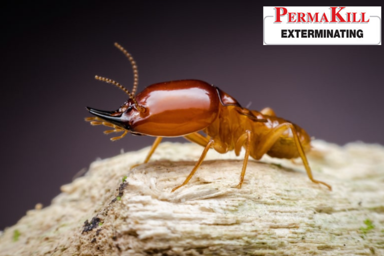 termite control